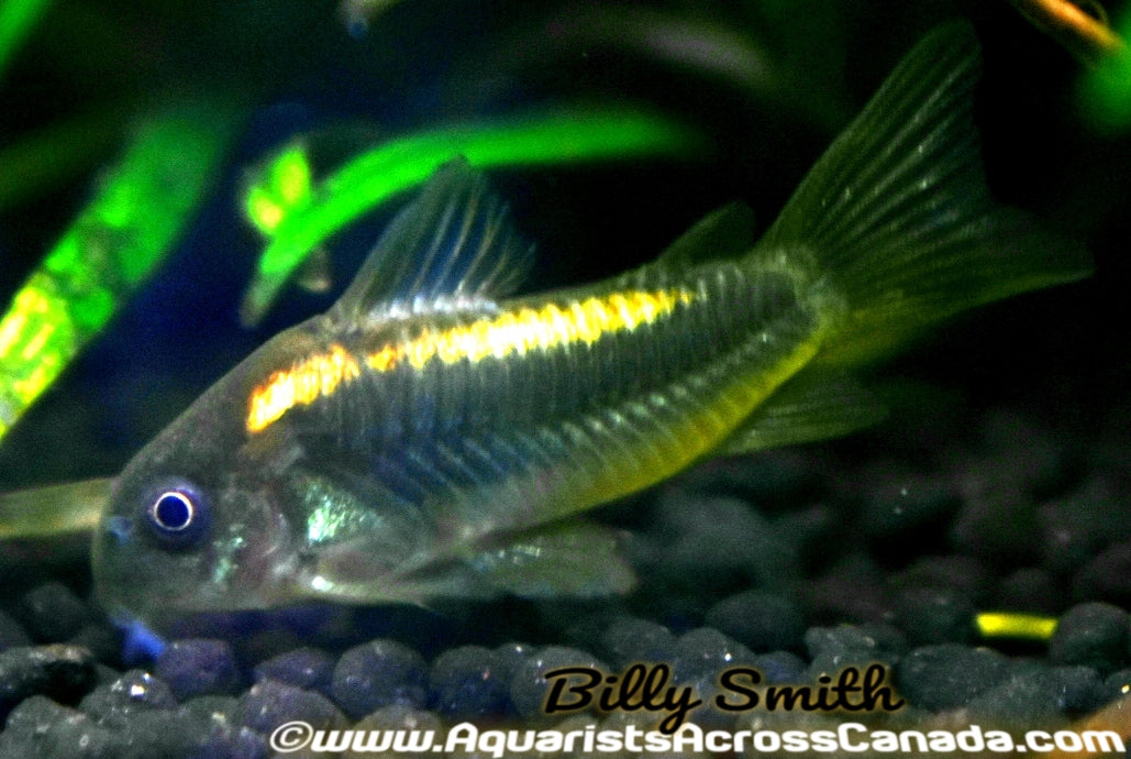 GOLD LASER CORYDORA (Corydoras sp. (Cw010) - Aquarists Across Canada