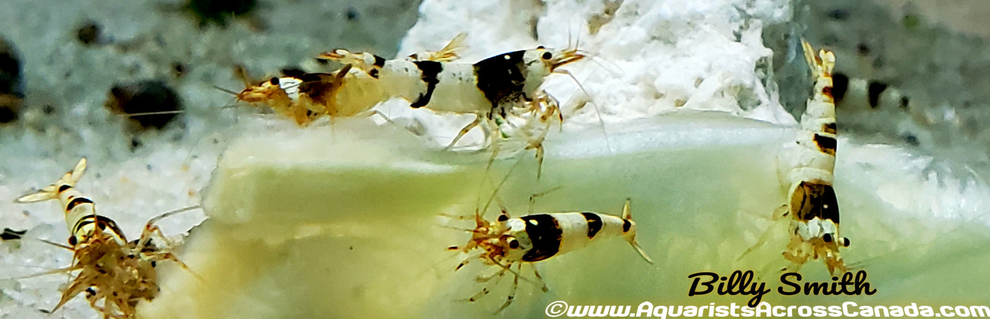 CRYSTAL BLACK SHRIMP (Caridina cantonensis) - Aquarists Across Canada