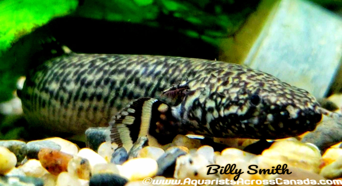 ORNATE BICHIR (Polypterus ornatipinnis) 4" - Aquarists Across Canada