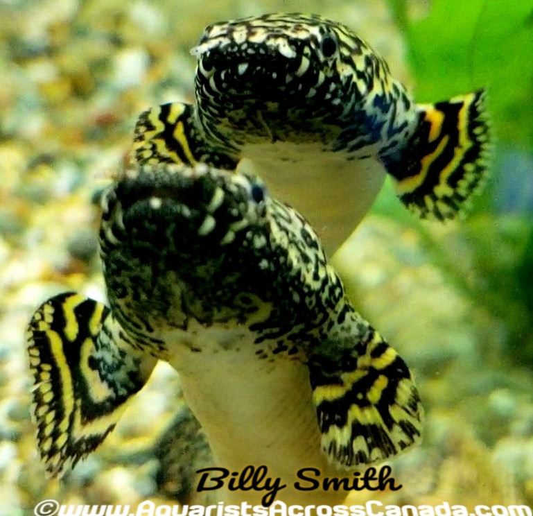 ORNATE BICHIR (Polypterus ornatipinnis) 4" - Aquarists Across Canada