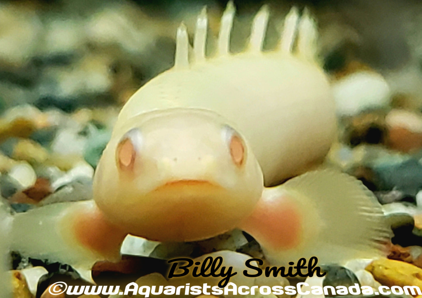 SENEGAL BICHIR *ALBINO* (Polypterus senegalus. SP albino) - Aquarists Across Canada