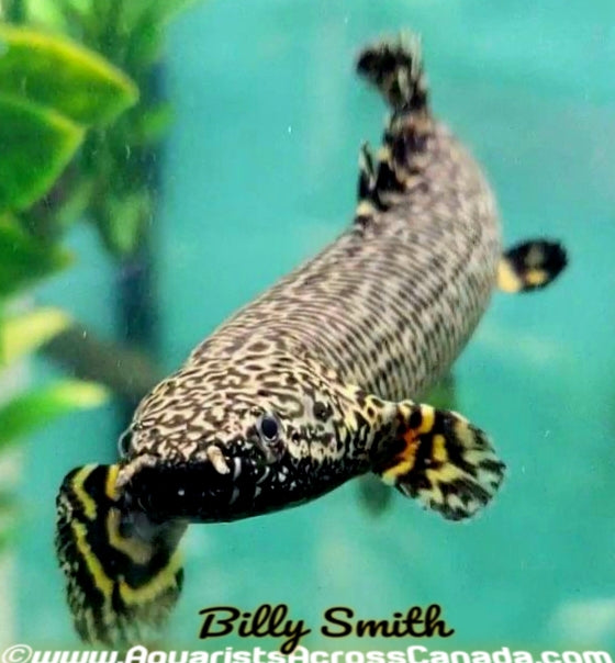 ORNATE BICHIR (Polypterus ornatipinnis) 4" - Aquarists Across Canada