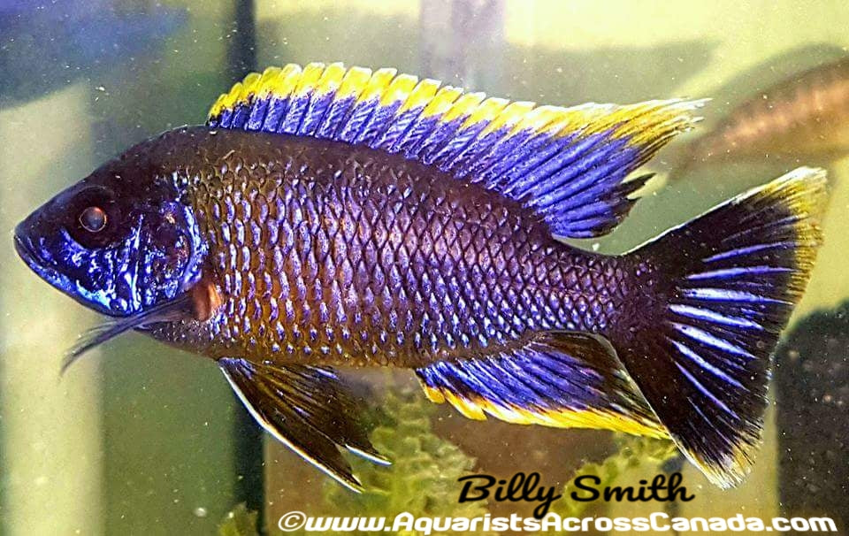 AULONOCARA .SP LWANDA *HAI REEF* (Housebred, F1) 2" SEXED - Aquarists Across Canada
