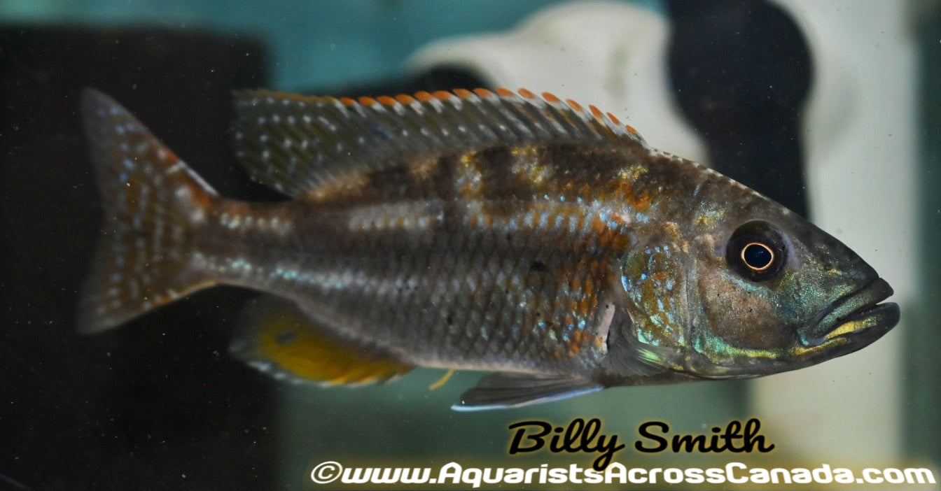 NIMBOCHROMIS FUSCOTAENIATUS (Housebred, Domestic) 2" UNSEXED - Aquarists Across Canada