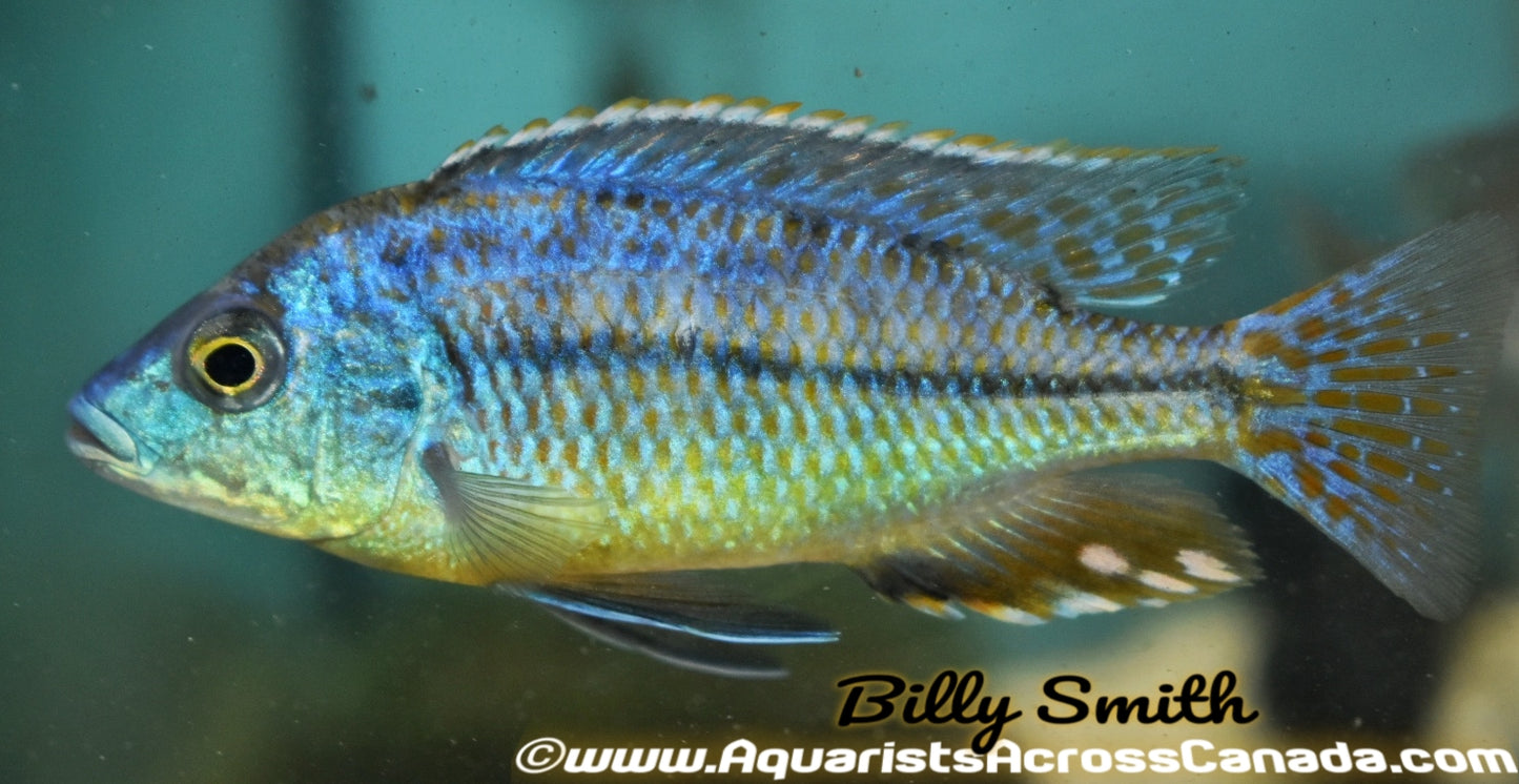 PROTOMELAS FENESTRATUS "MUMBO ISLAND" F1 4" - Aquarists Across Canada