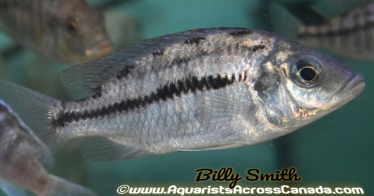 PROTOMELAS TAENIOLATUS NAMALENJI (Red Empress) *HOUSEBRED, F1* 3" - Aquarists Across Canada