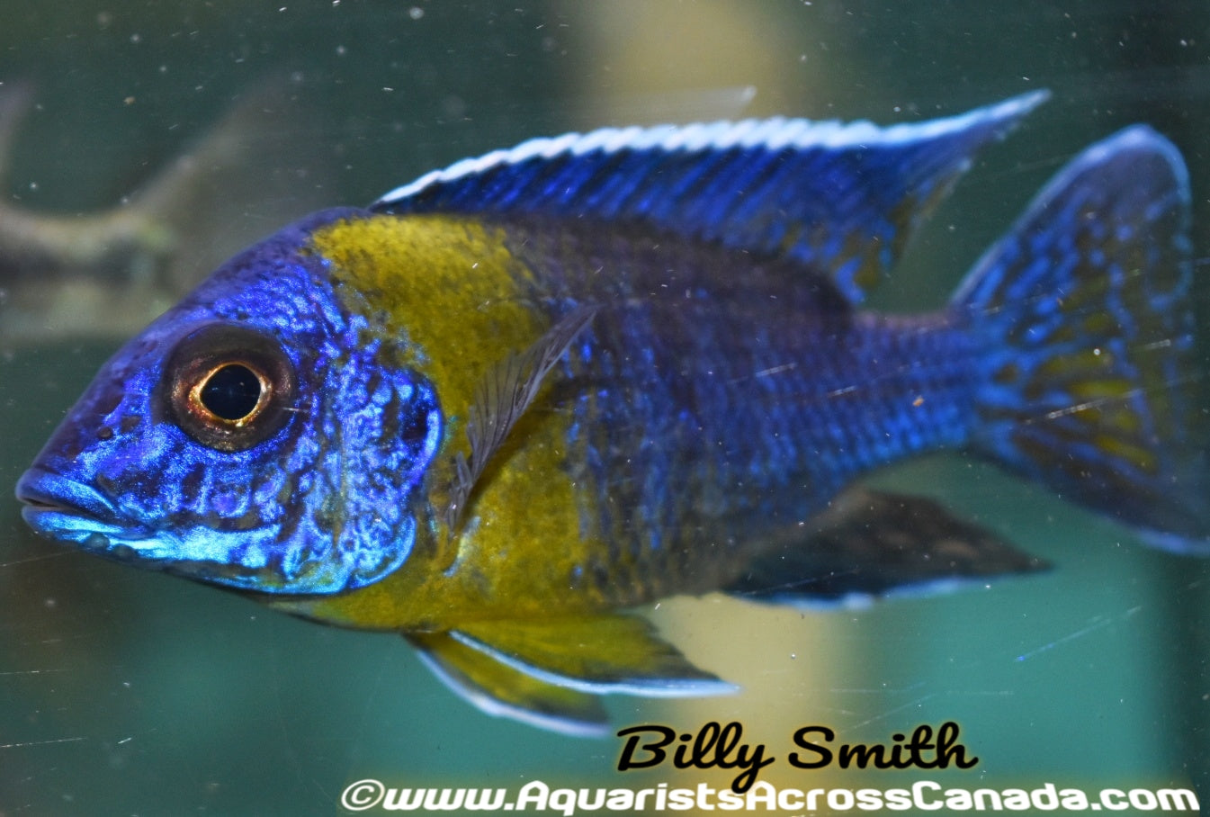 AULONOCARA MAULANA "CHITIMBA BAY" (Bicolor 500) *HOUSEBRED, F1* 2" UNSEXED - Aquarists Across Canada