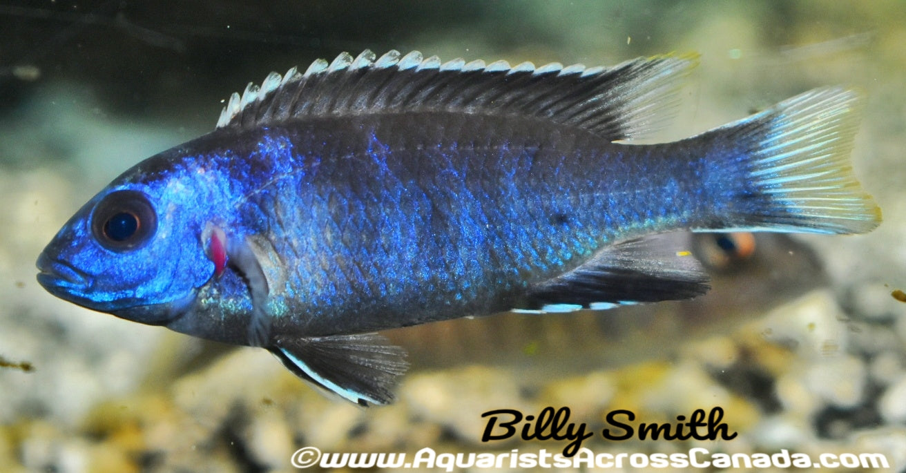 WHITE TAIL ACEI (PSEUDOTROPHEUS. SP ACEI *NGARA*) 2.5" - Aquarists Across Canada