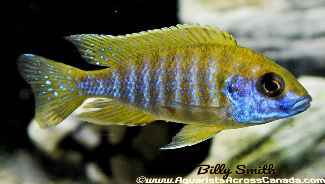 AULONOCARA BAENSCHI "BENGA" (SUNSHINE) (HOUSEBRED F1) 2-2.5" - Aquarists Across Canada