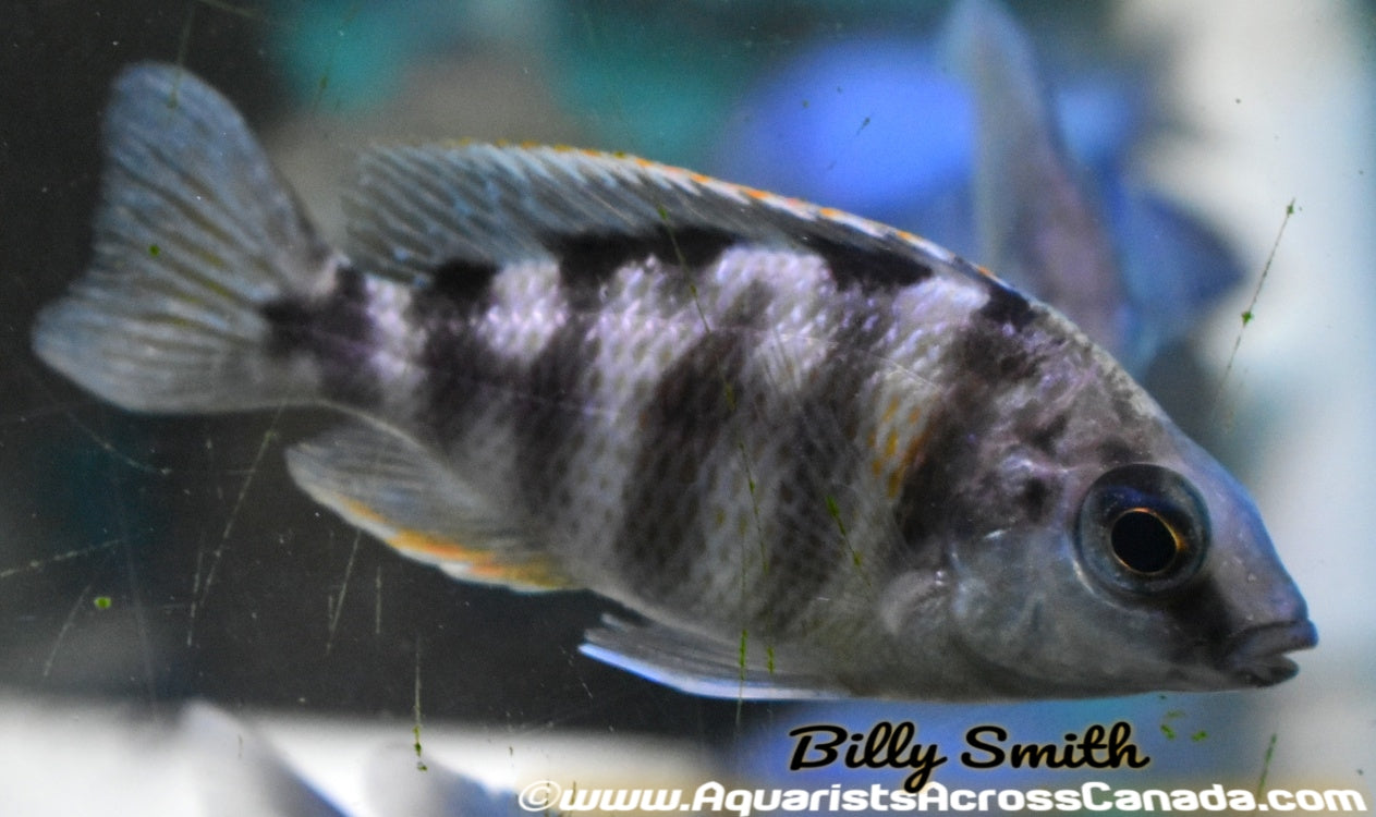 PROTOMELAS. SP STEVENI *TAIWAN* (HOUSEBRED, DOMESTIC) 4" SEXED - Aquarists Across Canada