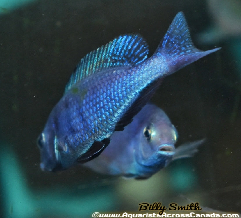 CYRTOCARA MOORII *BLUE DOLPHIN* (HOUSEBRED, DOMESTIC) 3" - Aquarists Across Canada