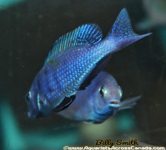 CYRTOCARA MOORII *BLUE DOLPHIN* (HOUSEBRED, DOMESTIC) 3" - Aquarists Across Canada