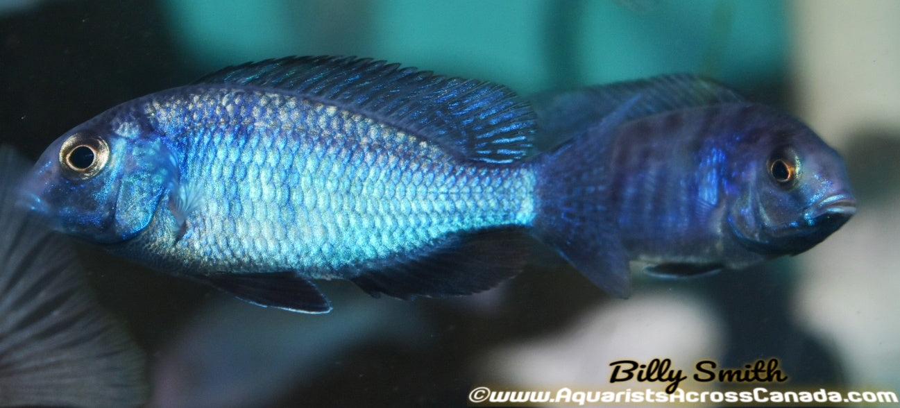 CYRTOCARA MOORII *BLUE DOLPHIN* (HOUSEBRED, DOMESTIC) 3" - Aquarists Across Canada