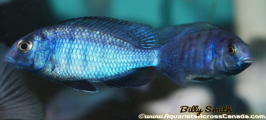 CYRTOCARA MOORII *BLUE DOLPHIN* (HOUSEBRED, DOMESTIC) 3" - Aquarists Across Canada