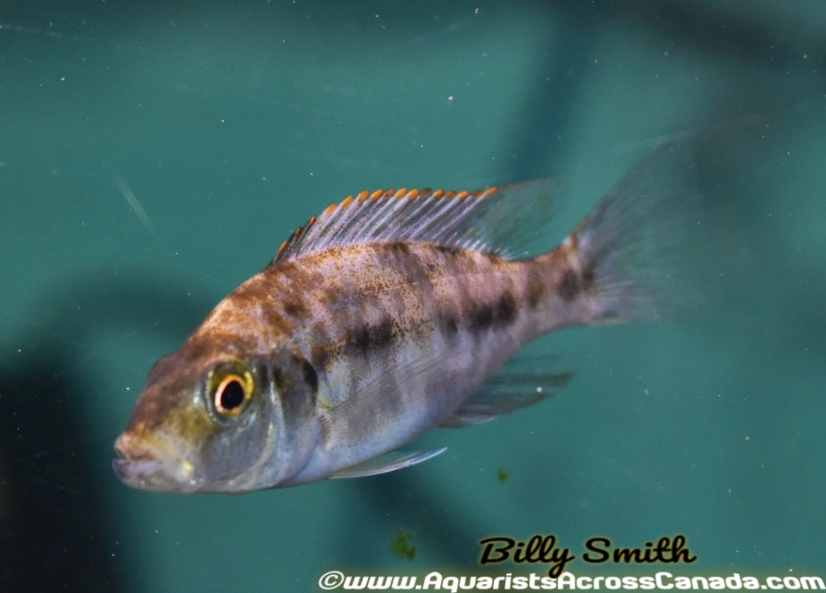 DIMIDOCHROMIS COMPRESSICEPS. SP "OB" (HOUSEBRED, DOMESTIC) 3" SEXED - Aquarists Across Canada