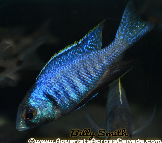 PLACIDOCHROMIS . SP *ELECTRA* (DEEP WATER HAP) (HOUSEBRED, DOMESTIC) 4" - Aquarists Across Canada