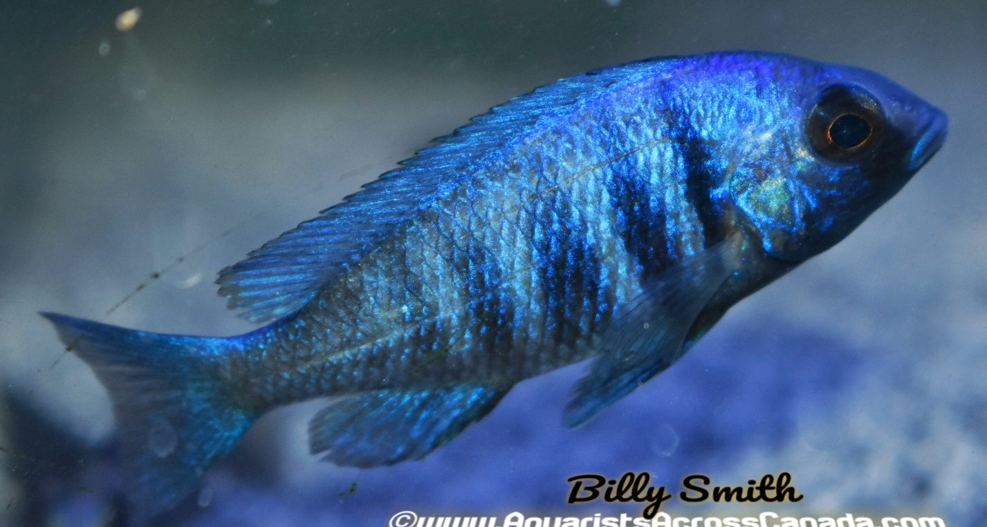 PLACIDOCHROMIS . SP *ELECTRA* (DEEP WATER HAP) (HOUSEBRED, DOMESTIC) 4" - Aquarists Across Canada