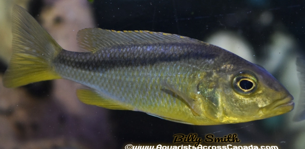 BUCCHO RHOADESSI (HOUSEBRED, F1) 2" - Aquarists Across Canada