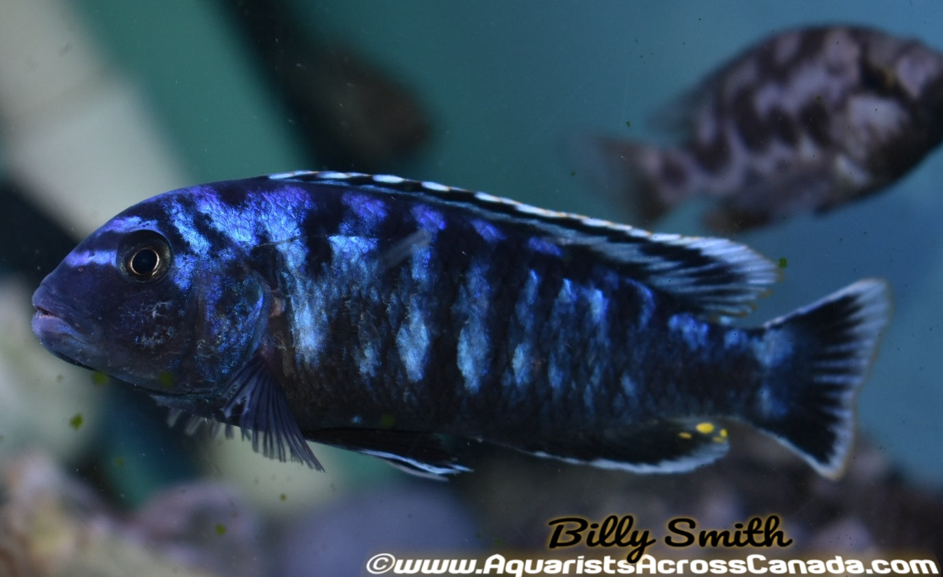 MELANOCHROMIS JOHANNI - Aquarists Across Canada