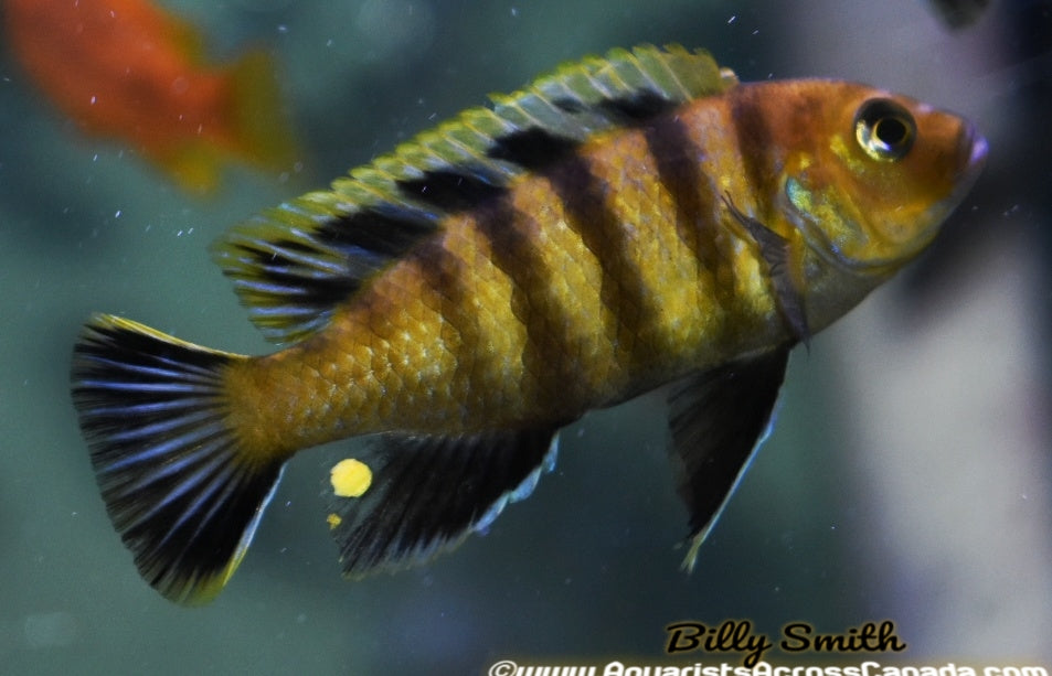 CYNOTILAPIA AFRA *LIONS COVE* - Aquarists Across Canada