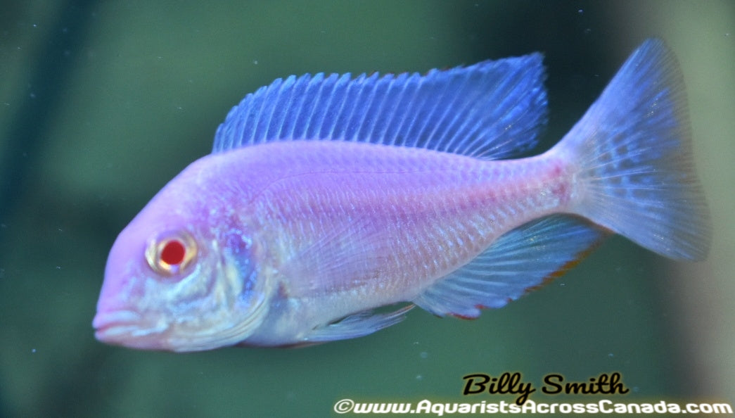 CYRTOCARA MOORII BLUE DOLPHIN *ALBINO* (HOUSEBRED, DOMESTIC) 1.5" - Aquarists Across Canada