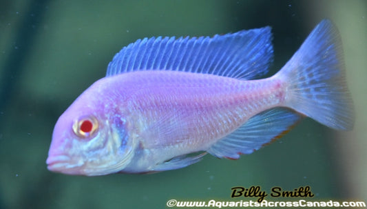 CYRTOCARA MOORII BLUE DOLPHIN *ALBINO* (HOUSEBRED, DOMESTIC) 1.5" - Aquarists Across Canada