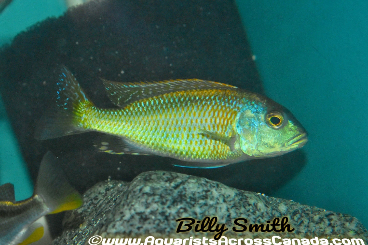 BUCCHOCHROMIS LEPTURUS *GREEN LEPTURUS* (HOUSEBRED, F1) - Aquarists Across Canada