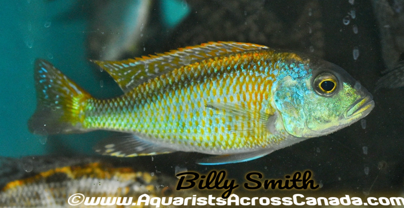 BUCCHOCHROMIS LEPTURUS *GREEN LEPTURUS* (HOUSEBRED, F1) - Aquarists Across Canada