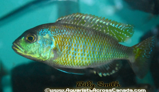 BUCCHOCHROMIS LEPTURUS *GREEN LEPTURUS* (HOUSEBRED, F1) - Aquarists Across Canada