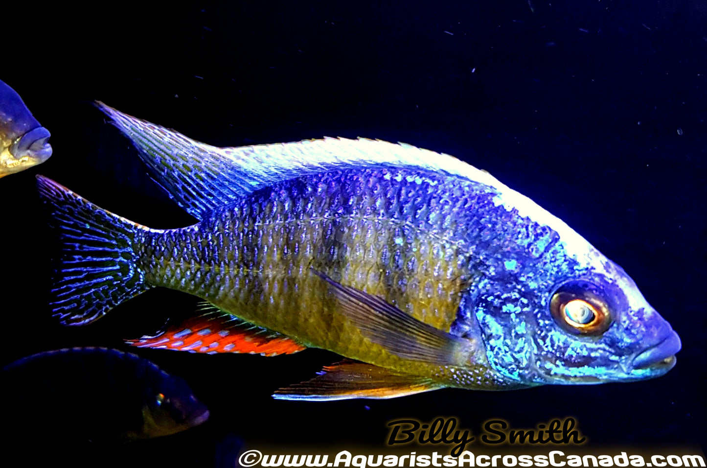 PROTOMELAS. SP STEVENI *TAIWAN* (HOUSEBRED, DOMESTIC) 4" SEXED - Aquarists Across Canada