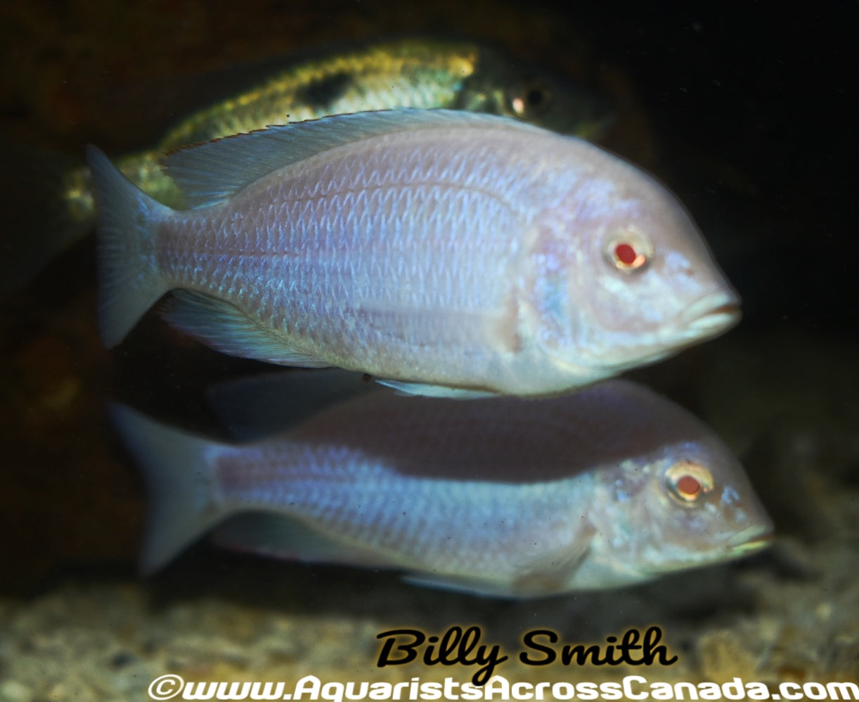 CYRTOCARA MOORII BLUE DOLPHIN *ALBINO* (HOUSEBRED, DOMESTIC) 1.5" - Aquarists Across Canada
