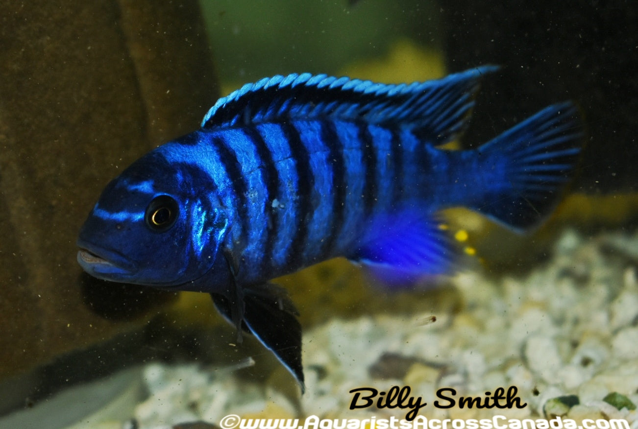 METRIACLIMA SP. BLUE DOLPHIN "MANDA" - Aquarists Across Canada