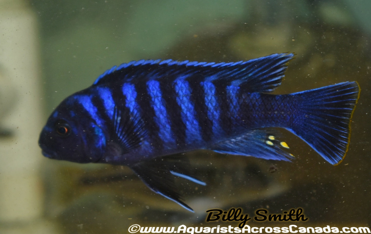METRIACLIMA SP. BLUE DOLPHIN "MANDA" - Aquarists Across Canada