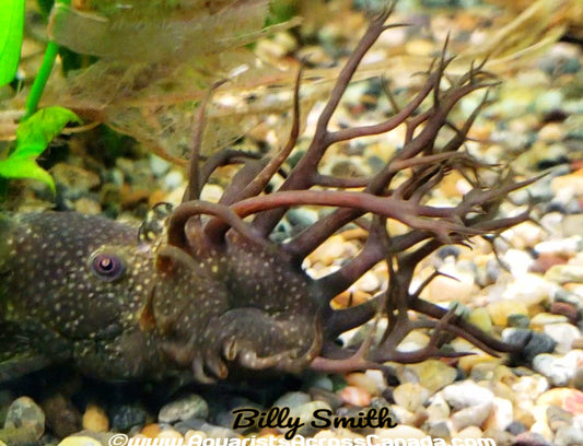 BRISTLENOSE (Ancistrus sp.) 2" - Aquarists Across Canada