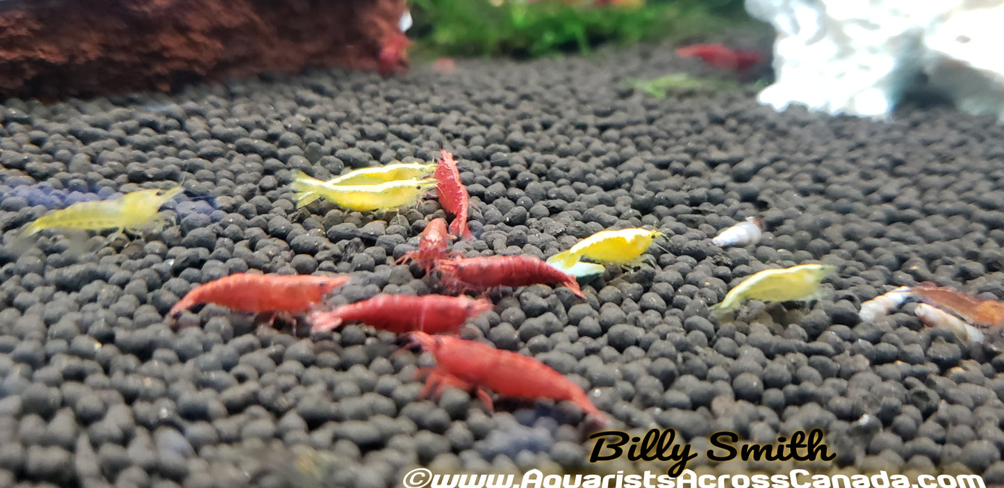 RED CHERRY SHRIMP (Neocaridina denticulata sinensis) - Aquarists Across Canada