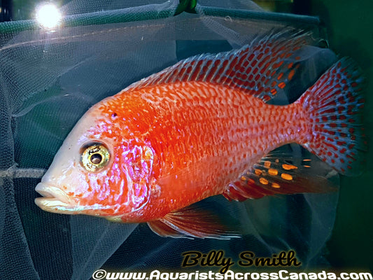 AULONOCARA .SP "DRAGONBLOOD" (HOUSEBRED, DOMESTIC) 1.5" SEXED - Aquarists Across Canada