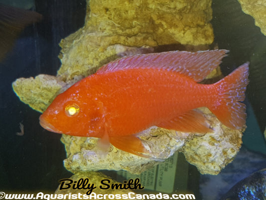 DRAGONBLOOD *ALBINO* HOUSEBRED. DOMESTIC 1.5-2" UNSEXED - Aquarists Across Canada