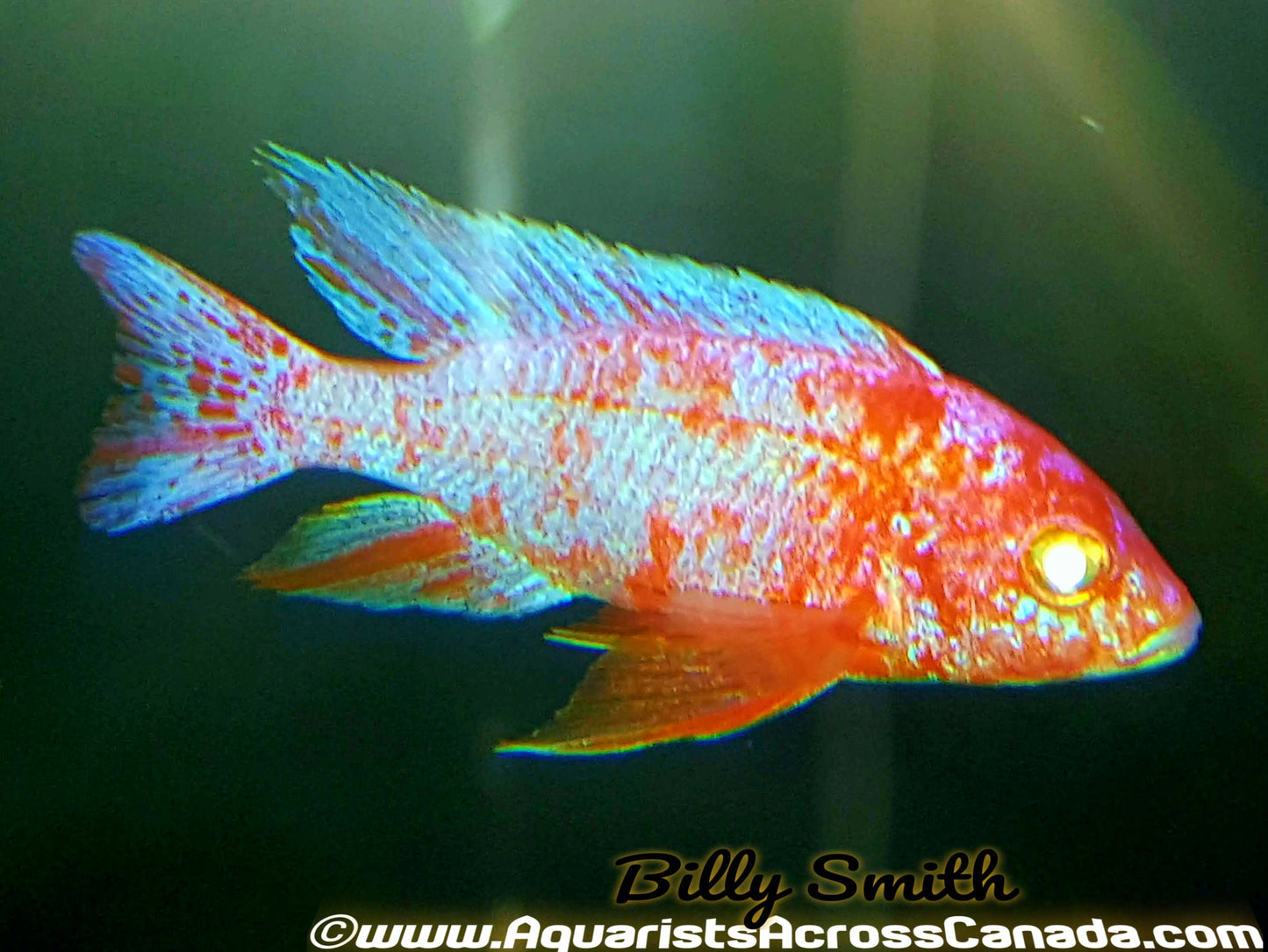 DRAGONBLOOD *ALBINO* HOUSEBRED. DOMESTIC 1.5-2" UNSEXED - Aquarists Across Canada