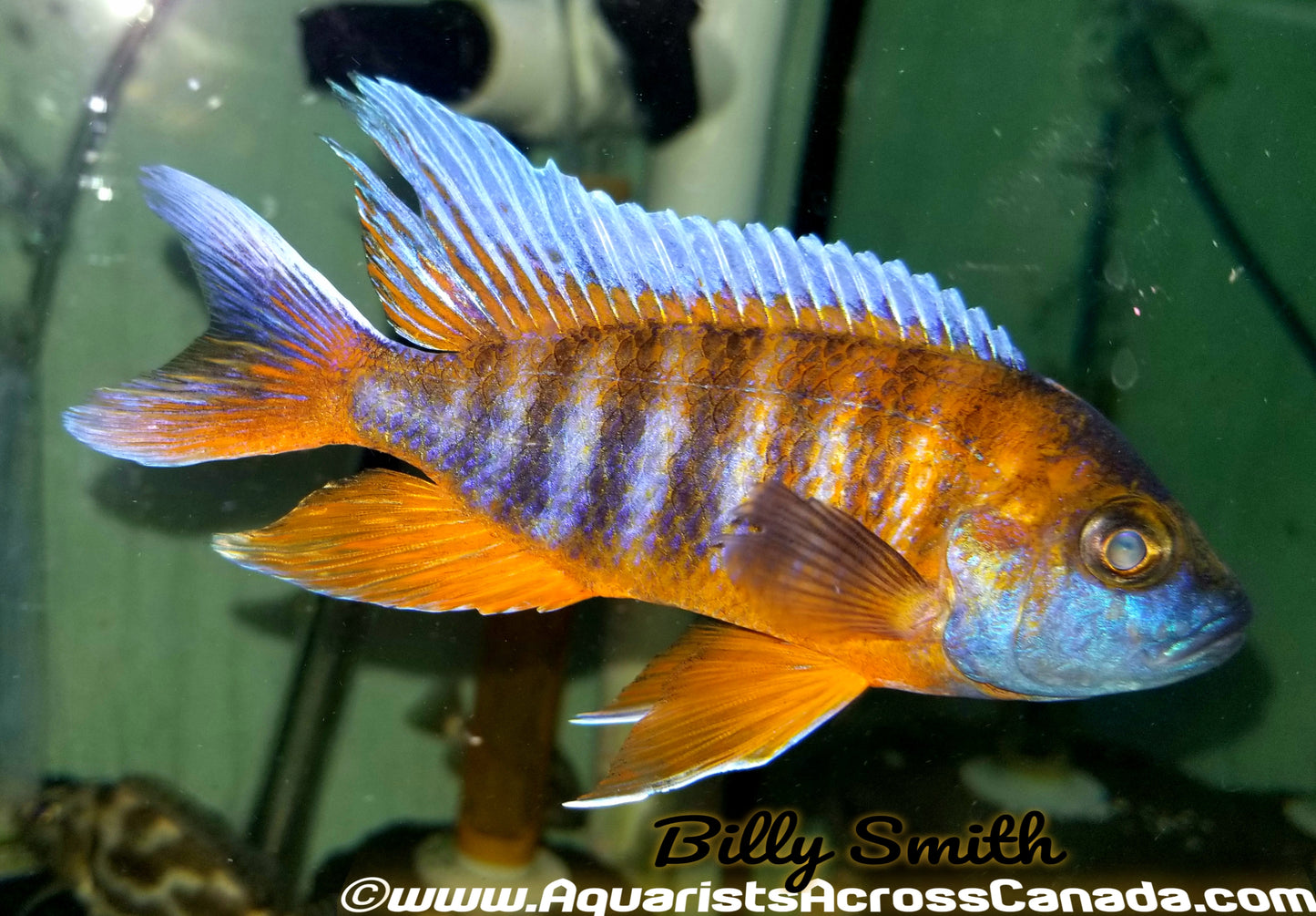 AULONOCARA SP "EUREKA RED" (DOMESTIC HOUSEBRED) 3.5" MALE - Aquarists Across Canada