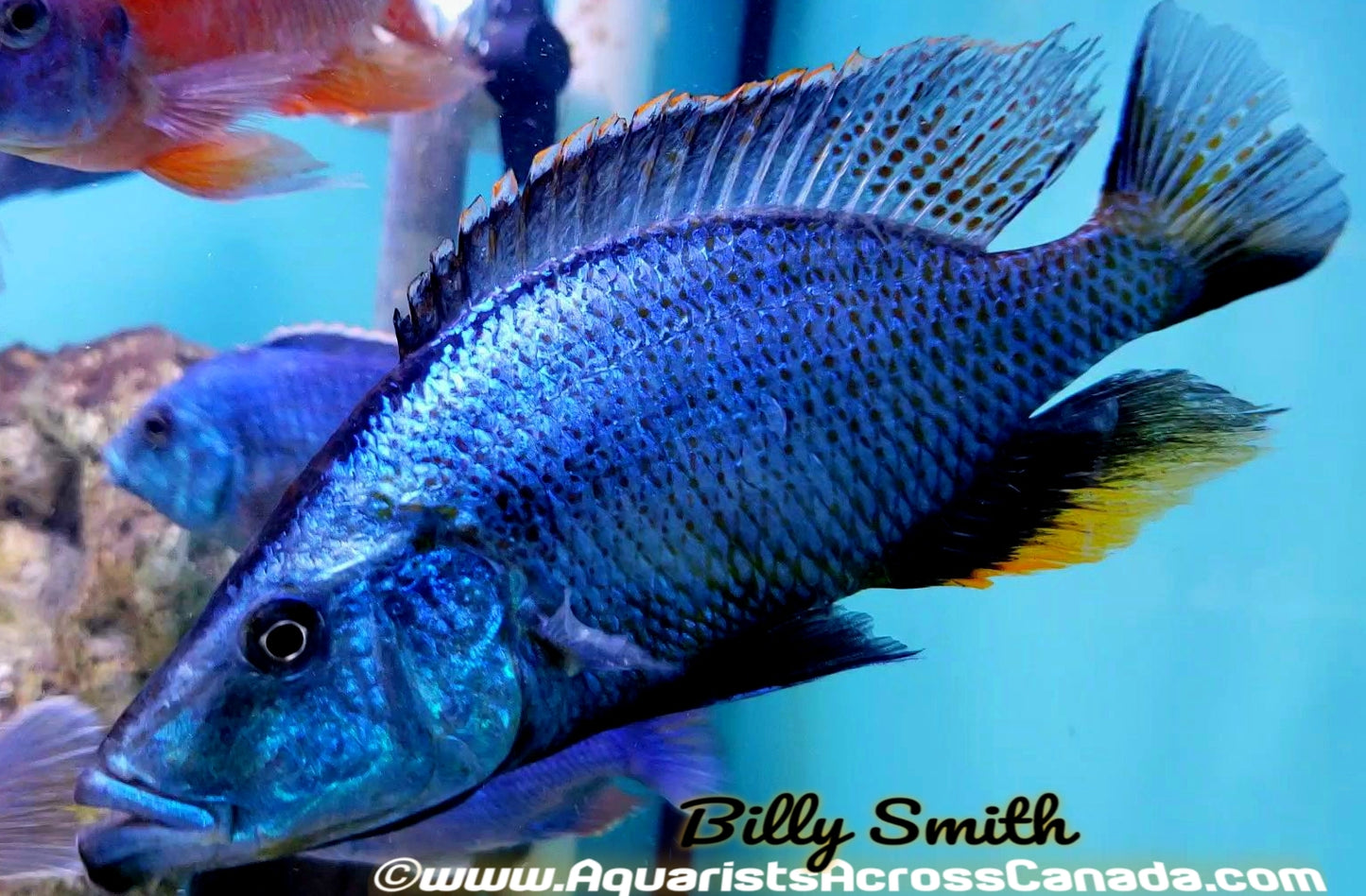 DIMIDOCHROMIS COMPRESSICEPS *EYE BITER* (DOMESTIC, HOUSEBRED) 9" MALE - Aquarists Across Canada