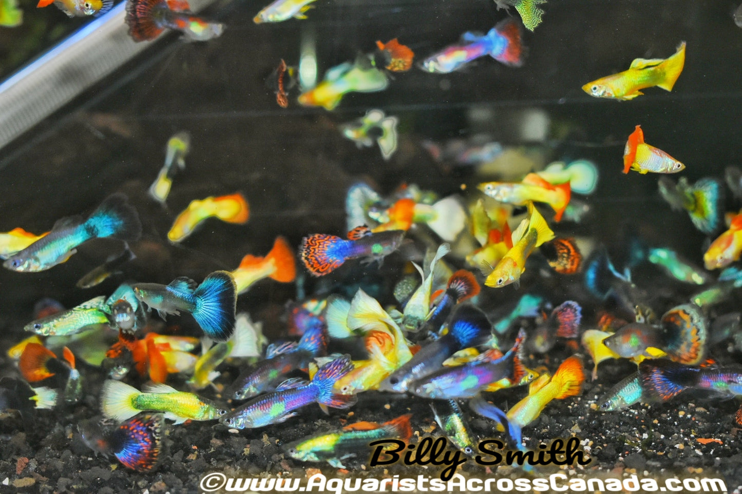 GUPPIES FANCY MALE (Poecilia reticulata) - Aquarists Across Canada