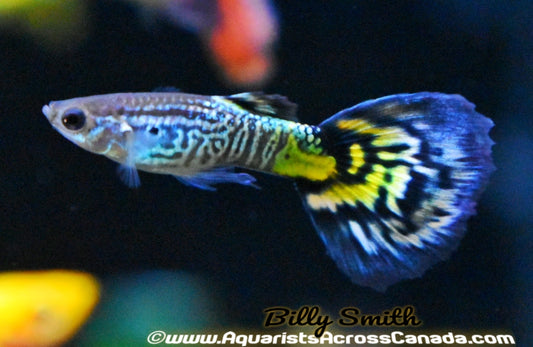 GUPPIES FANCY MALE (Poecilia reticulata) - Aquarists Across Canada