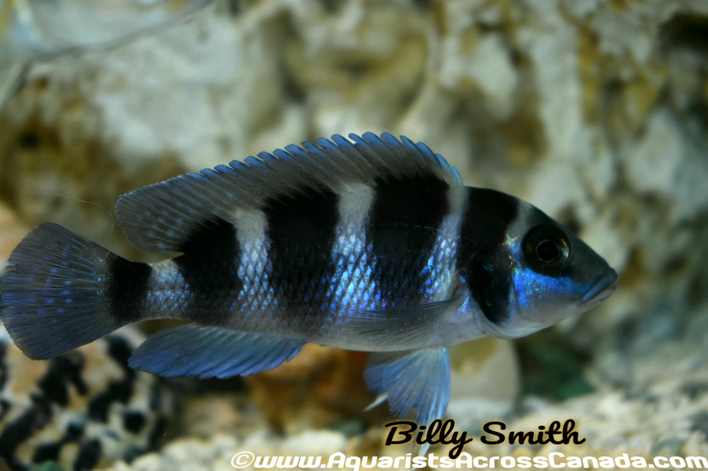 NEOLAMPROLOGUS TRETOCEPHALUS (FIVE BAR) - Aquarists Across Canada