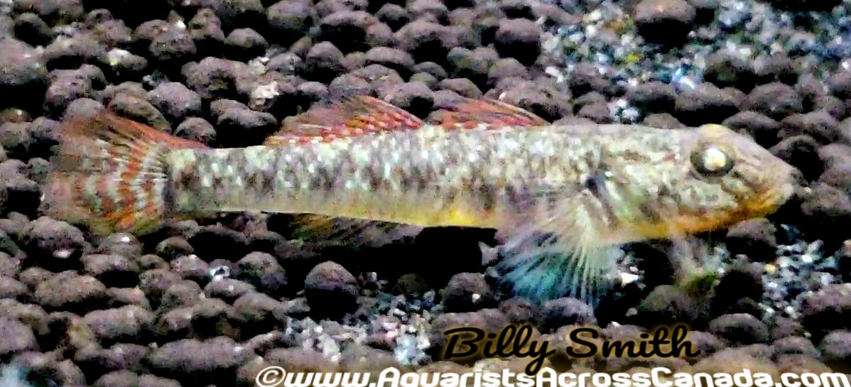 GIURINUS GOBY (Rhinogobius giurinus) - Aquarists Across Canada