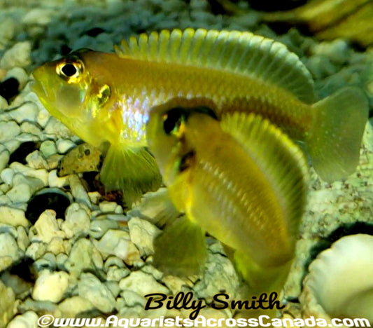 LAMPROLOGUS OCELLATUS "GOLD" (GOLD OCELLATUS) - Aquarists Across Canada