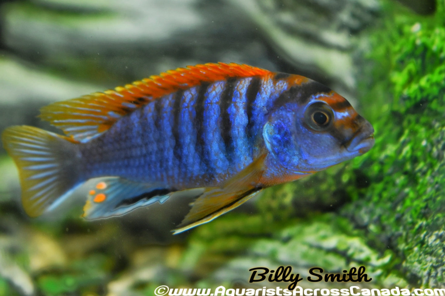 LABIDOCHROMIS .SP "HONGI" (RED TOP HONGI) - Aquarists Across Canada