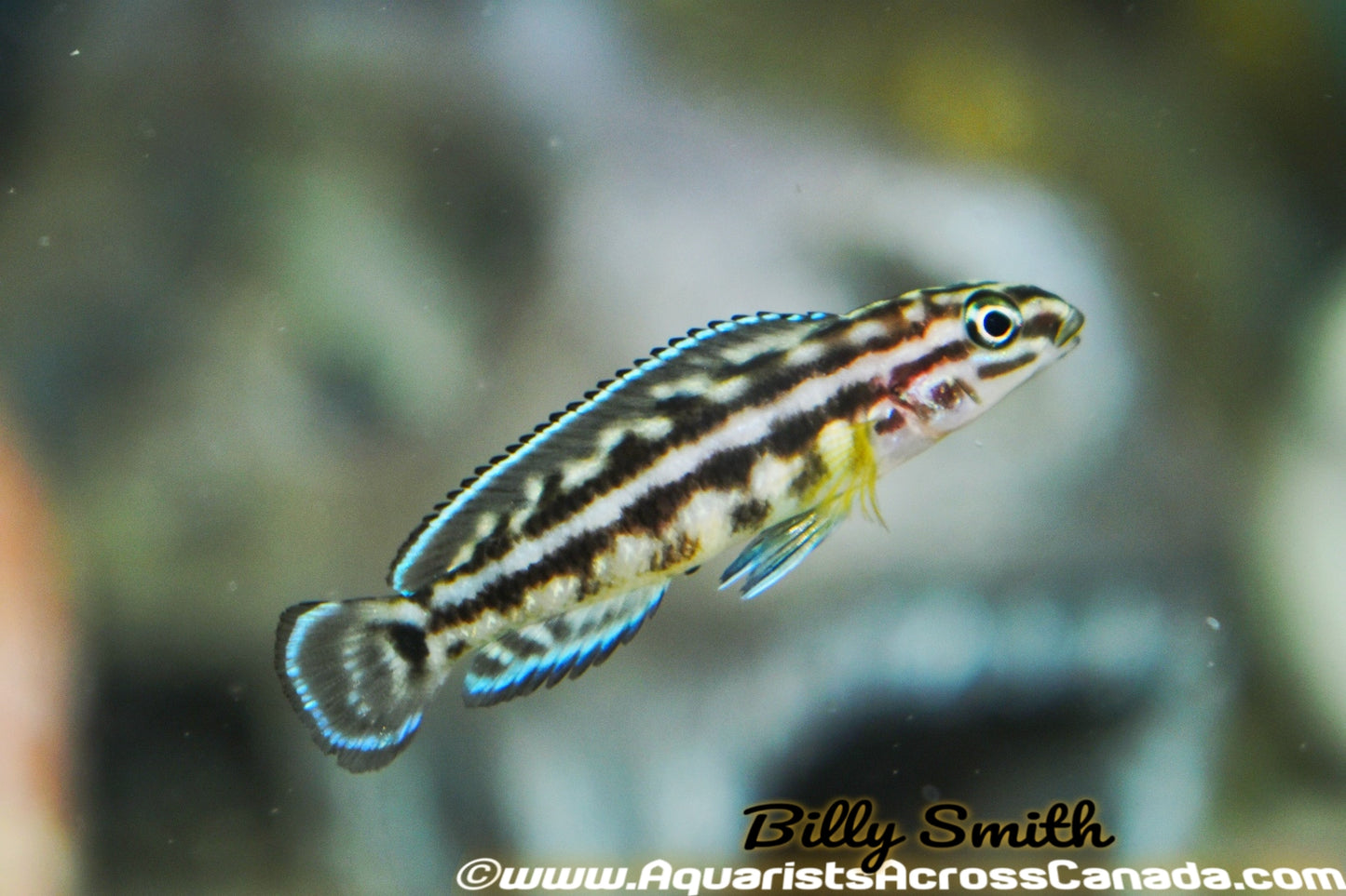 JULIDOCHROMIS MARLIERI - Aquarists Across Canada