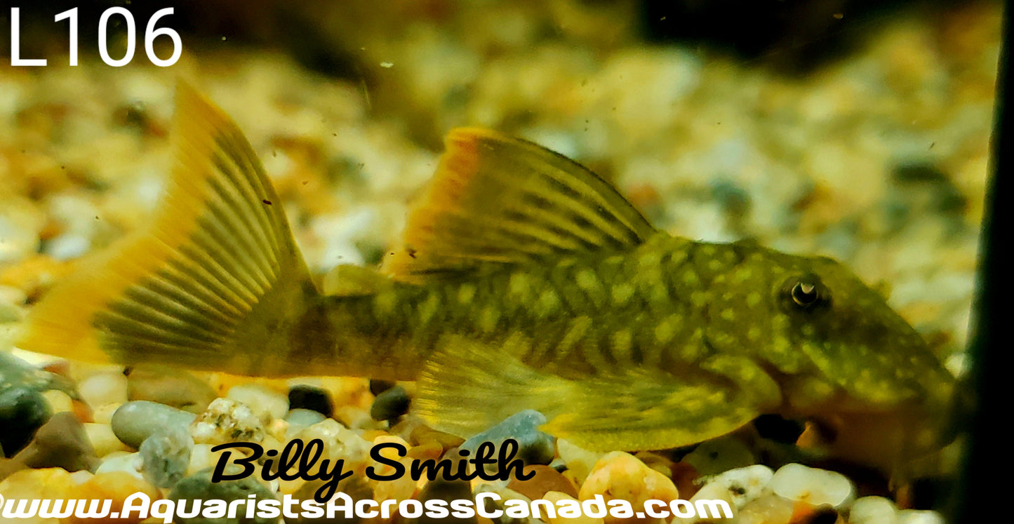 L106 SPOTTED ORANGE SEAM (Hemiancistrus guahiborum) - Aquarists Across Canada