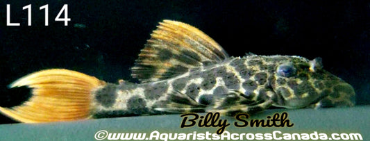 L114 LEOPARD CACTUS PLECO (Pseudacanthicus cf. Leopardus) - Aquarists Across Canada