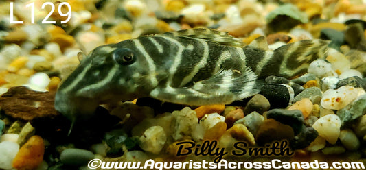 L129 COLUMBIAN ZEBRA PLECO (Hypancistrus debilittera) - Aquarists Across Canada